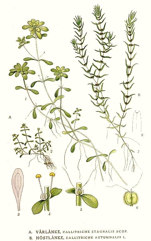 Callitriche_autumnalis.jpg
